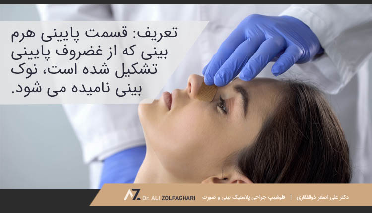 قسمت پایینی هرم بینی که از غضروف پایینی تشکیل شده است، نوک بینی نامیده می شود