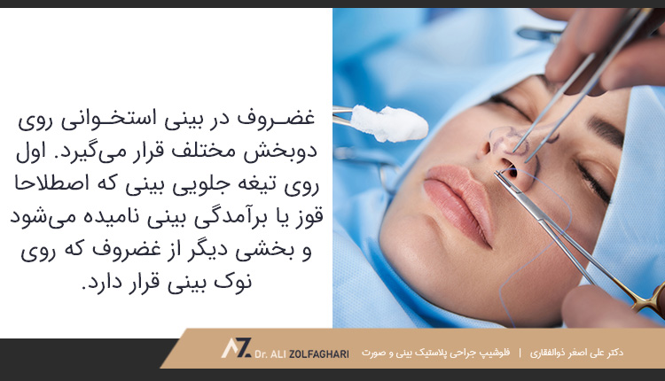 غضروف در بینی استخوانی