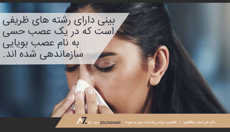 حس بویایی چگونه کار می کند؟