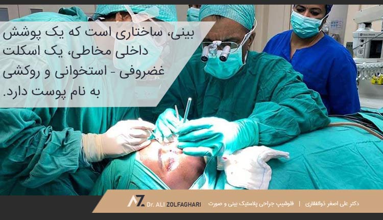 معرفی ساختار بینی | جدید ترین روش جراحی بینی