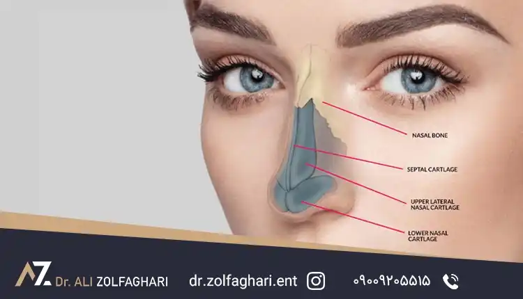 بینی زینی شکل
